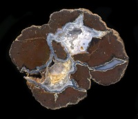 calico